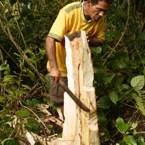 Nilo Pereira - retirada da caxeta (Tabebuia Cassinoides) para construção de uma viola - Guaraqueçaba/PR