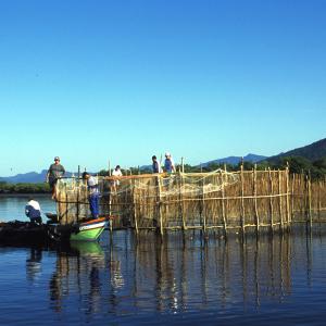 Pesca tradicional com o cerco, na Ilha do Cardoso - Cananéia/SP